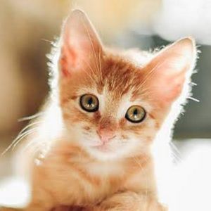 Meet your Posher, Juana